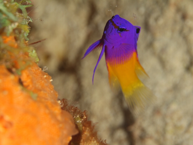 Bonaire 2025